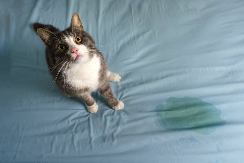 cat sitting near pee spot on the bed