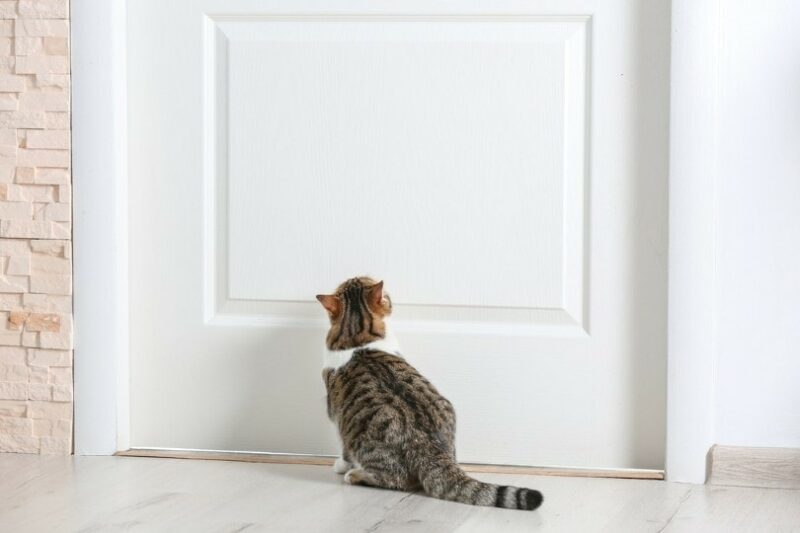 Cats closed doors on sale