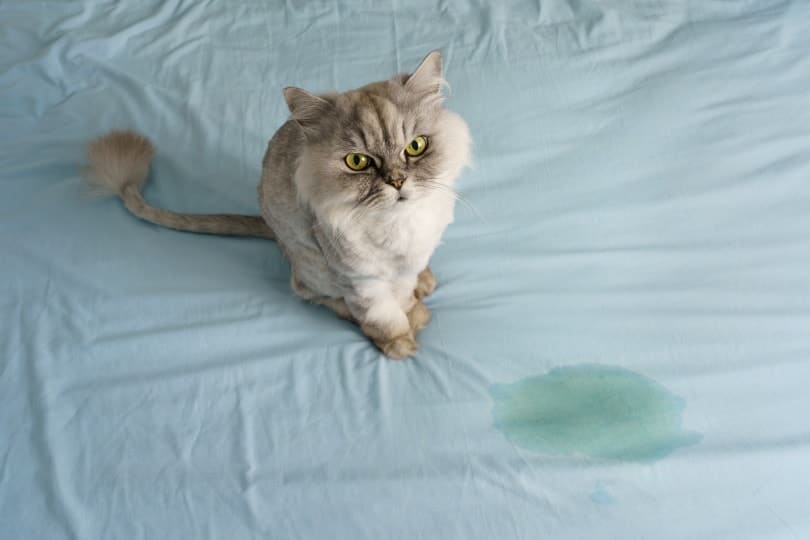 cat sitting near wet spot on bed