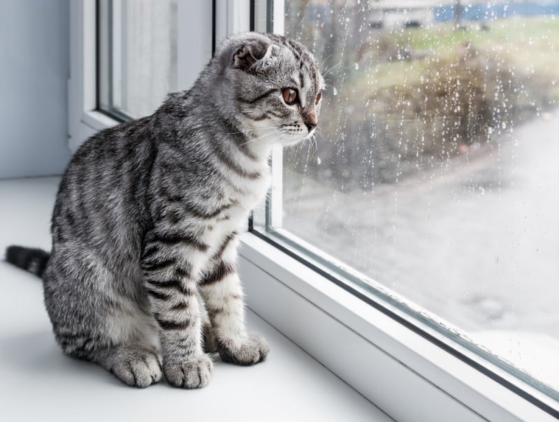 cat sitting near window