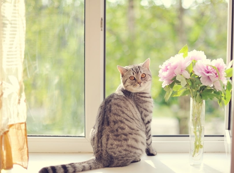 cat sitting near window