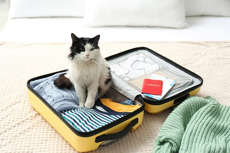 cat sitting on a suitcase ready to travel