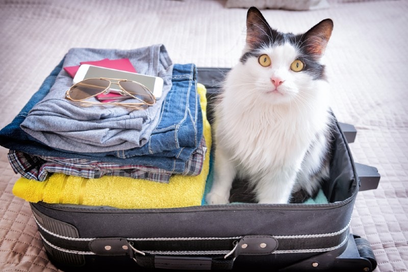 cat sitting on an opened suitcase