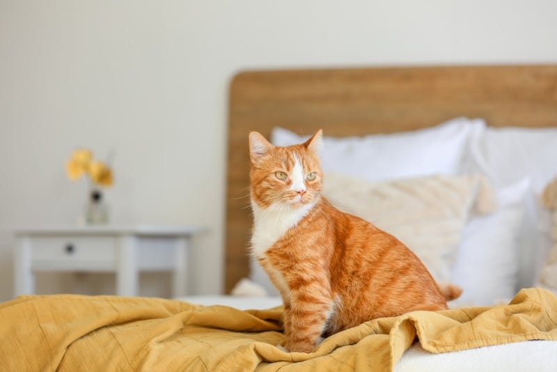 cat sitting on bed in a hotel room