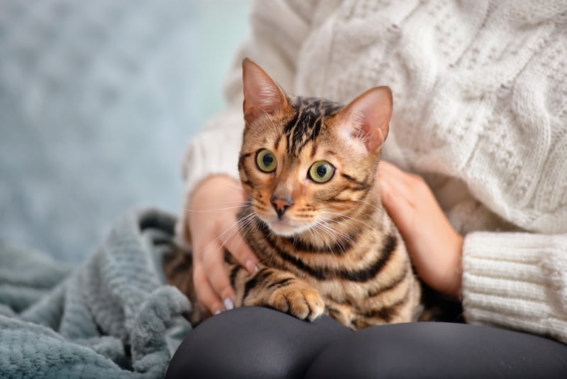 Cat Hissing and Growling Sound to get your Cat's Attention HQ 