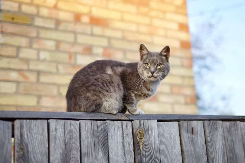 cat sitting on the fence