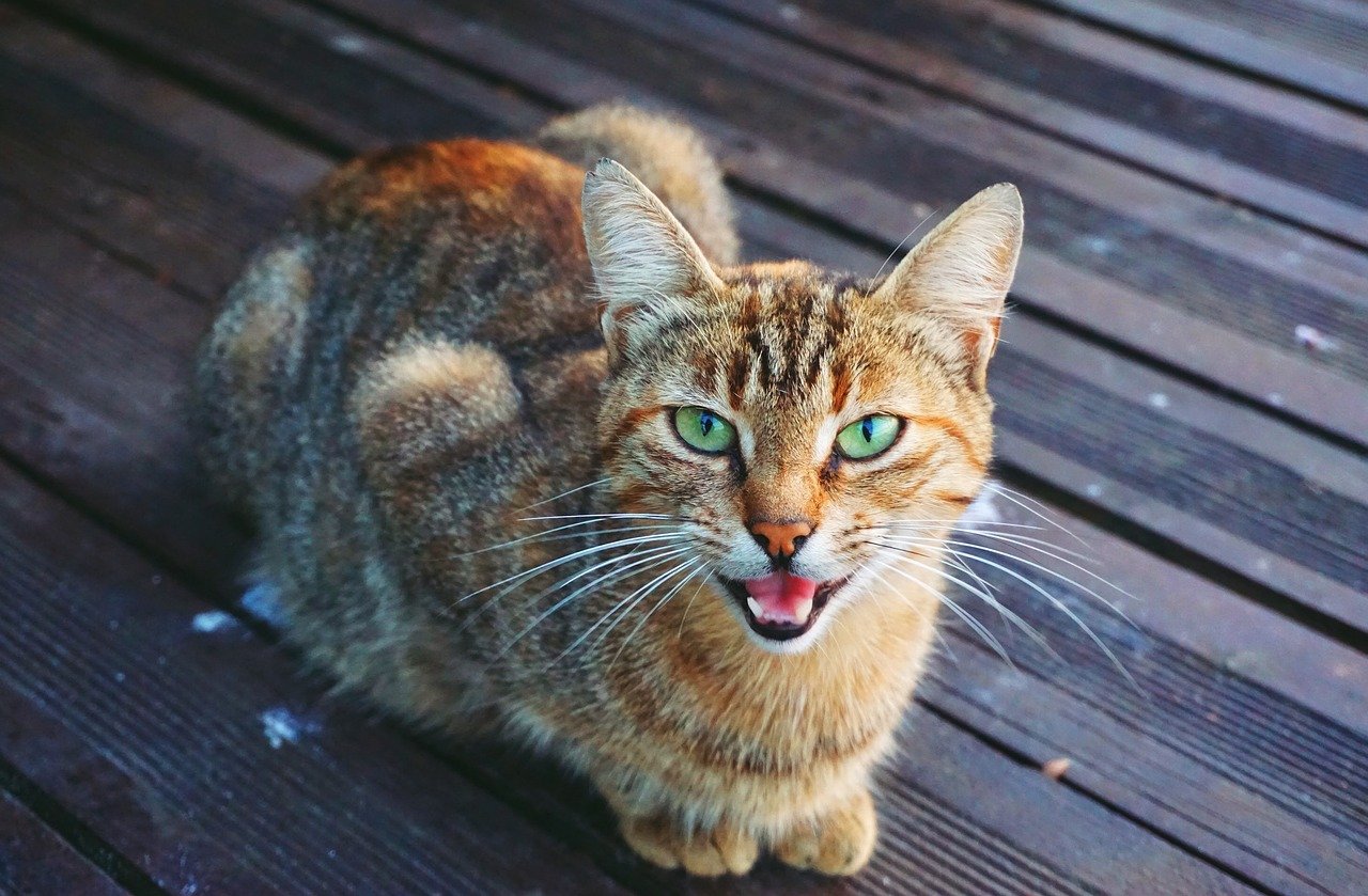 cat sitting on wooden floor