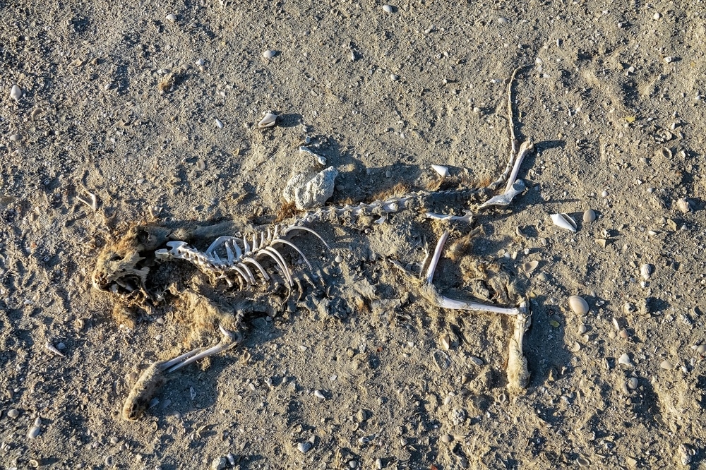 cat skeleton in the sand
