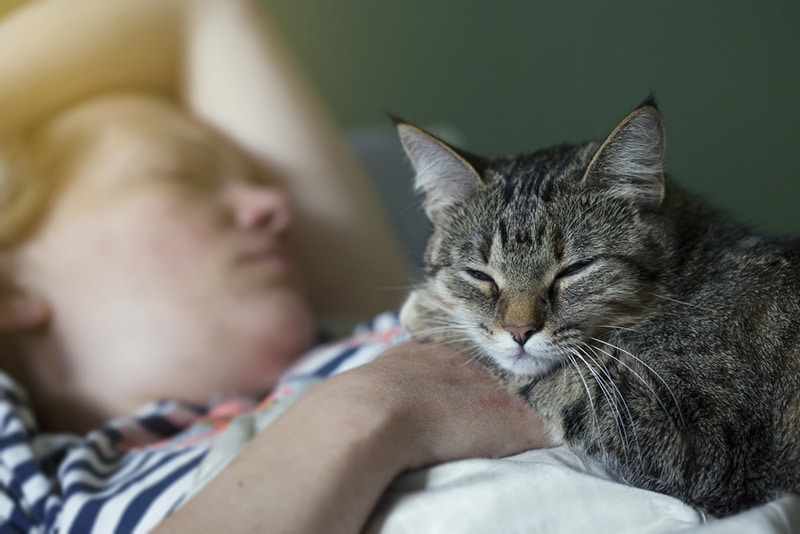 cat sleep in owner stomach