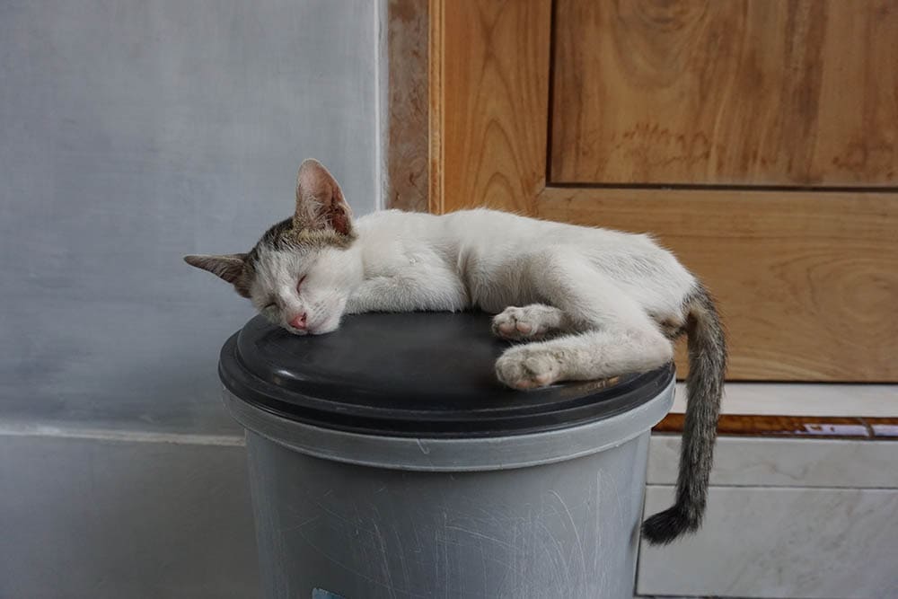 cat sleeping above the trash can