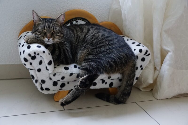 cat sleeping in a sofa