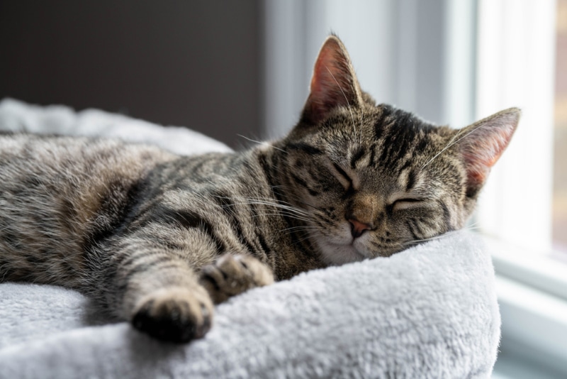 cat sleeping on a cat tree bed