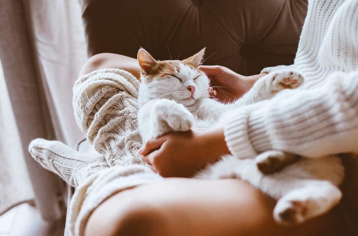 cat sleeping on a woman's lap_Shutterstock_Alena Ozerova