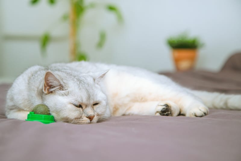 cat sleeping on bed with a ball of catnip