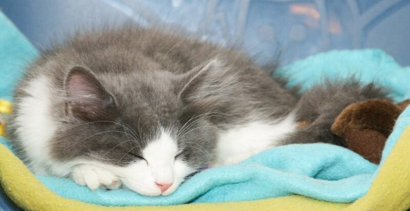 cat sleeping on blanket