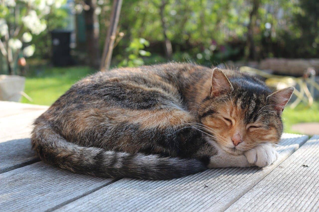 cat sleeping on the patio