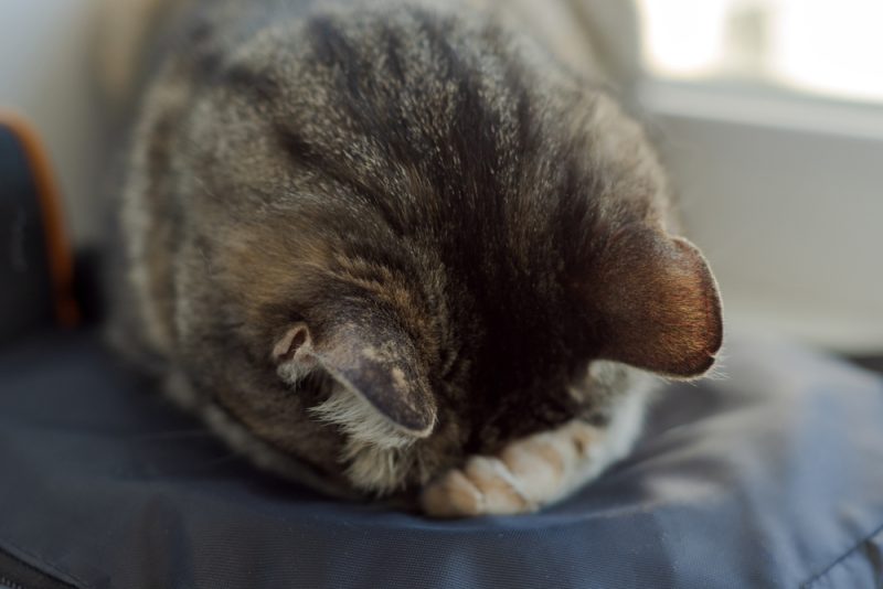 cat-sleeping-with-their-face-down