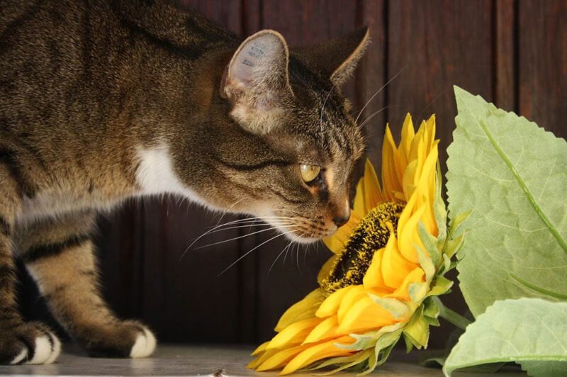 cat smelling a sunflower