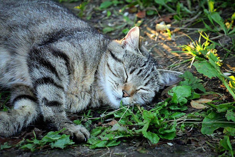 cat smelling catnip