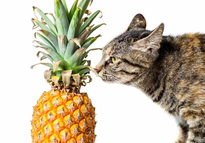 cat smelling pineapple