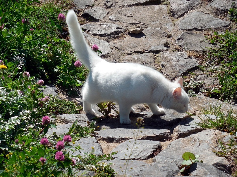 cat smelling with tail