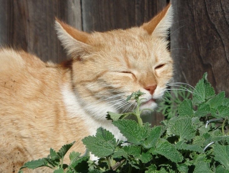 cat sniffing catnip