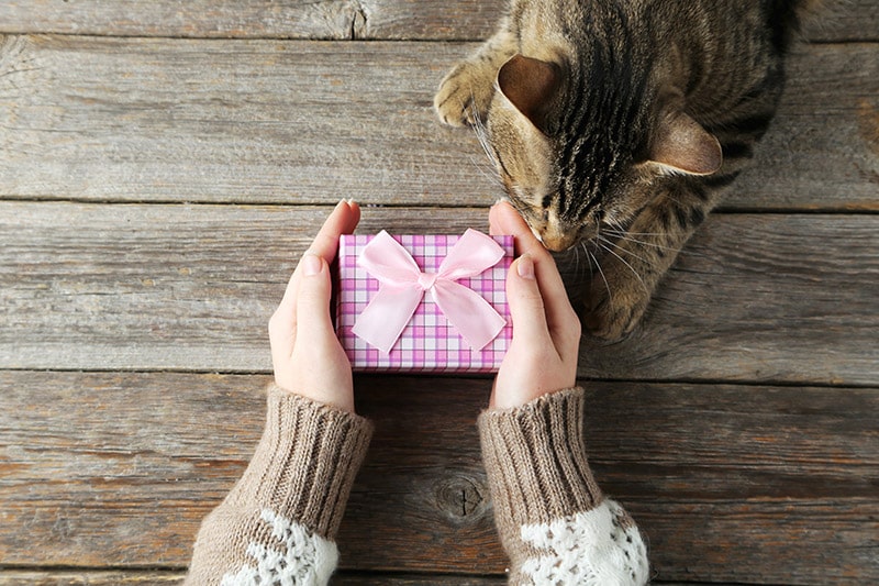 cat sniffing the gift box held by a woman