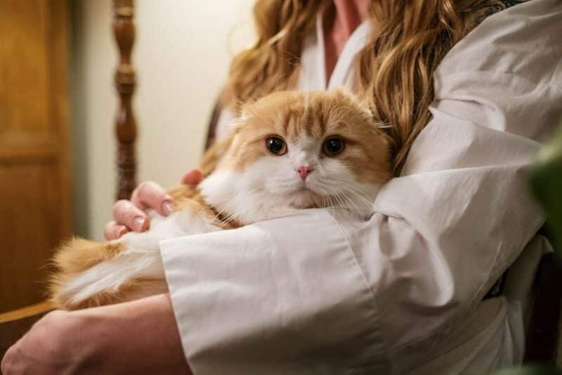 cat snuggling with owner