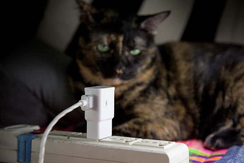 cat staring at a power socket