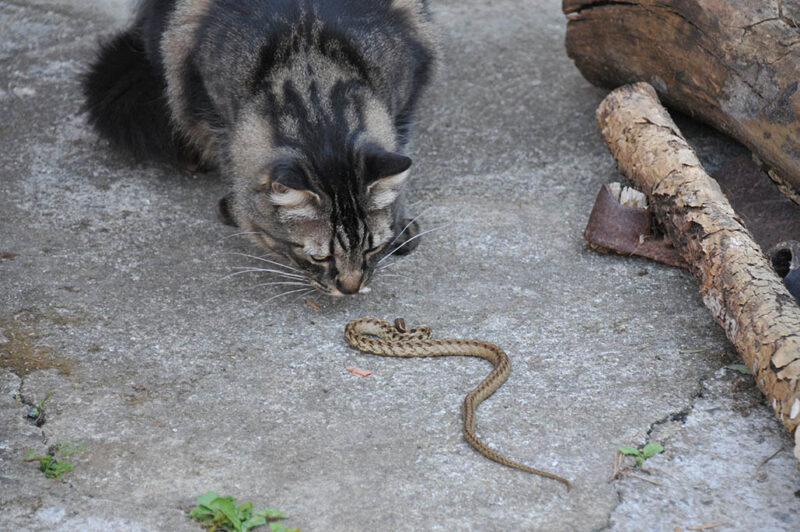cat staring at snake