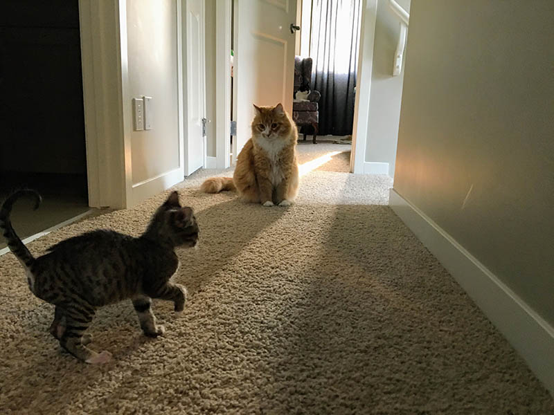 cat staring at the new kitten walking towards her