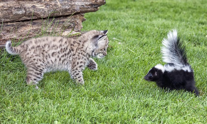 cat staring at the skunk