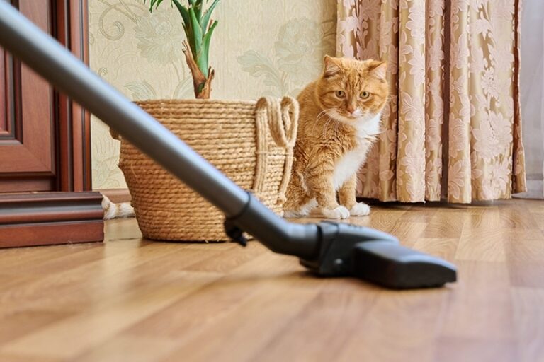 4 Best Flooring for Cats Pros, Cons & FAQ Catster