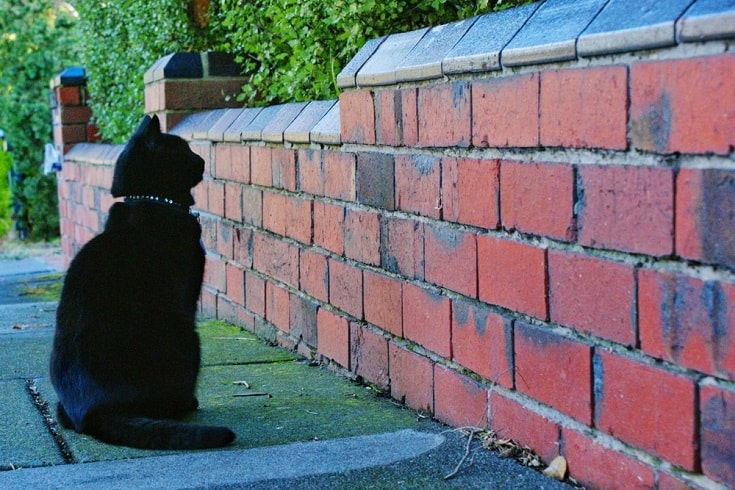 cat staring at wall_Shutterstock_Galexia