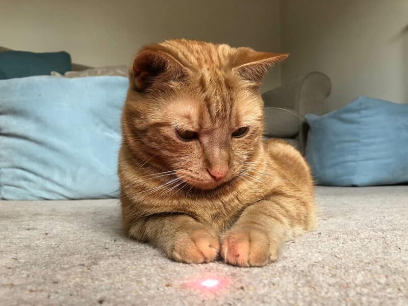 Cat staring on laser