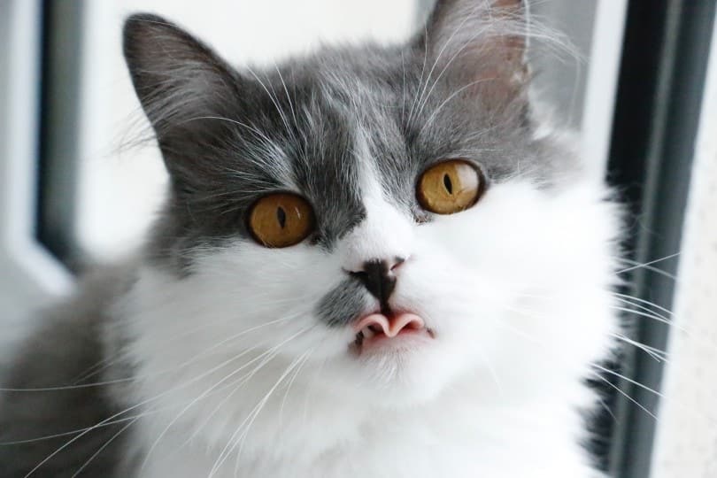 cat sticking its tongue out