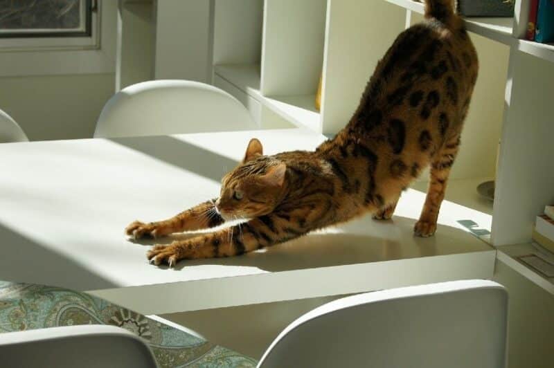 cat stretching