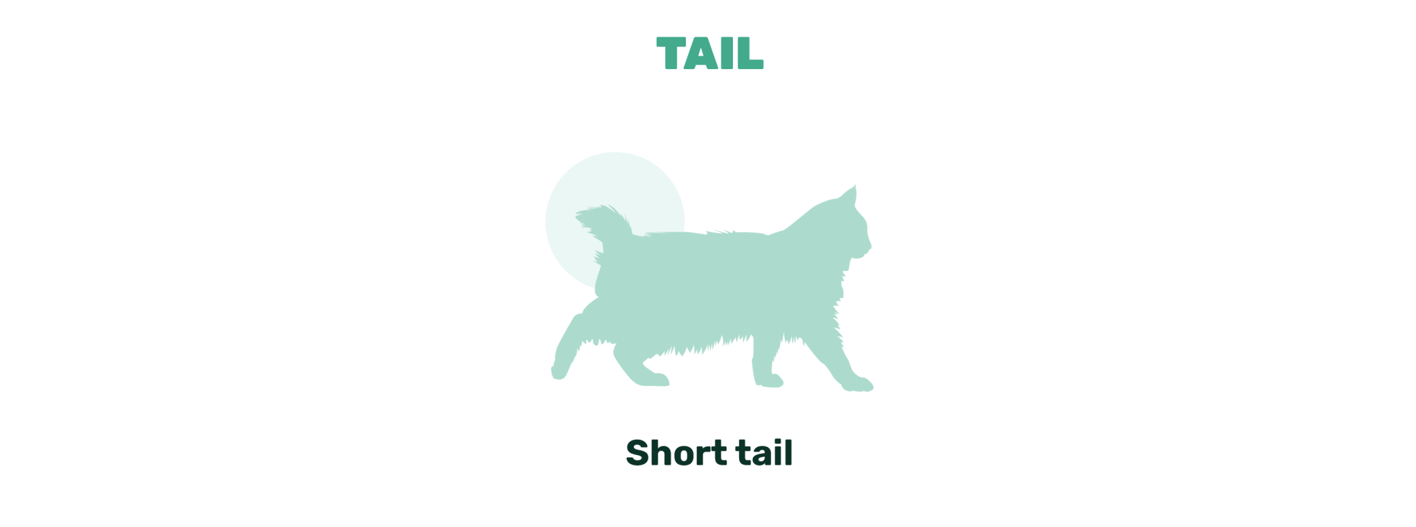 cat tail