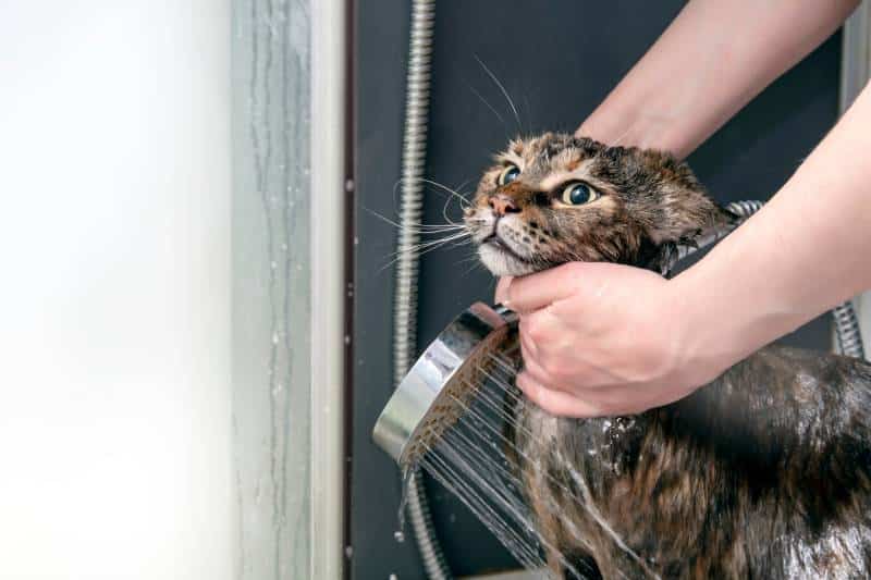 cat taking a shower