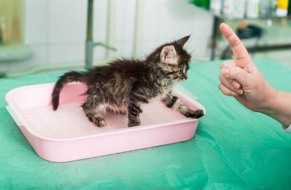 Photo inspiration: Visual Reference: How To Potty Train A Kitten Vet Approved Tips Tricks