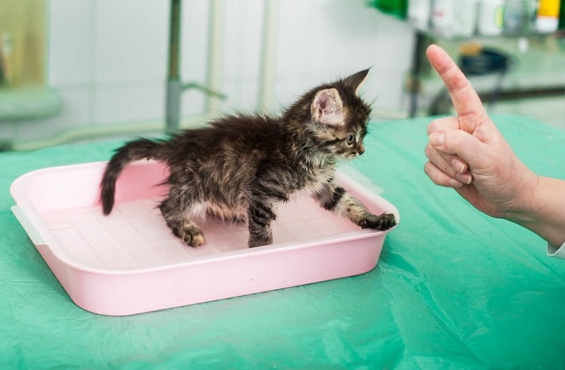 cat toilet_kachalkina veronika_shutterstock