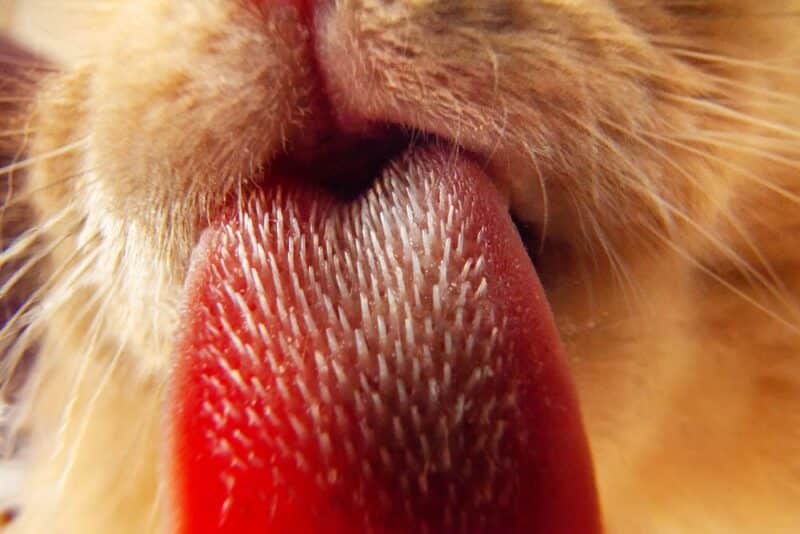 cat tongue