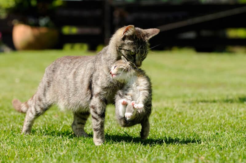 mother cat transferring kitten