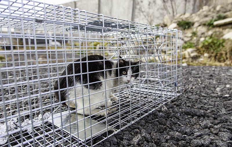 Trapping Tips for Outdoor Cats