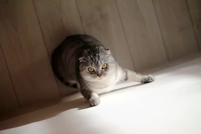 cat trying to climb a wall