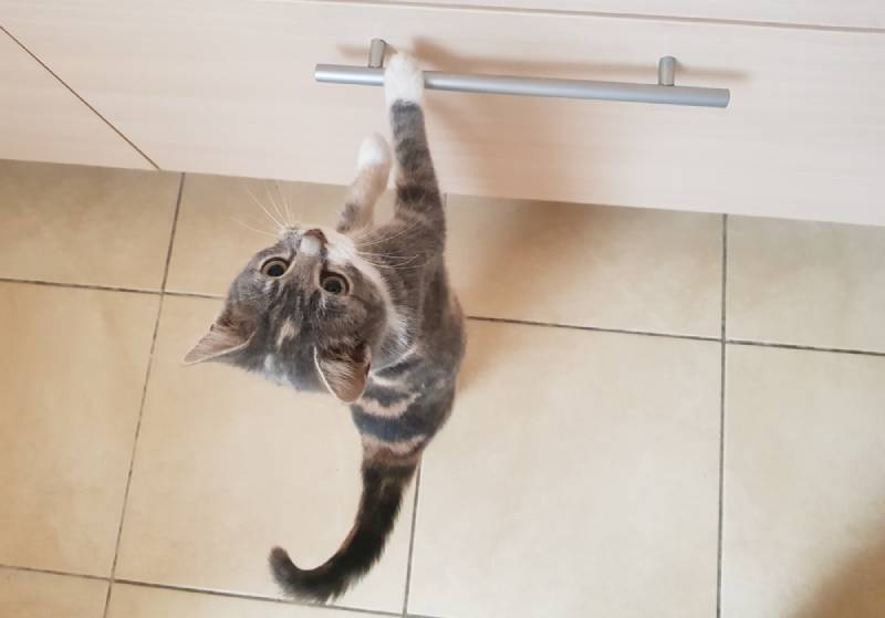 cat trying to open a drawer