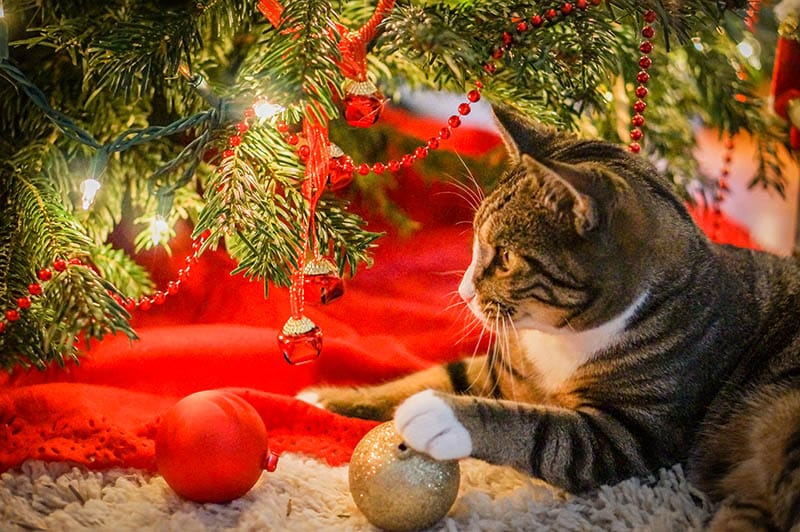 cat-under-christmas-tree