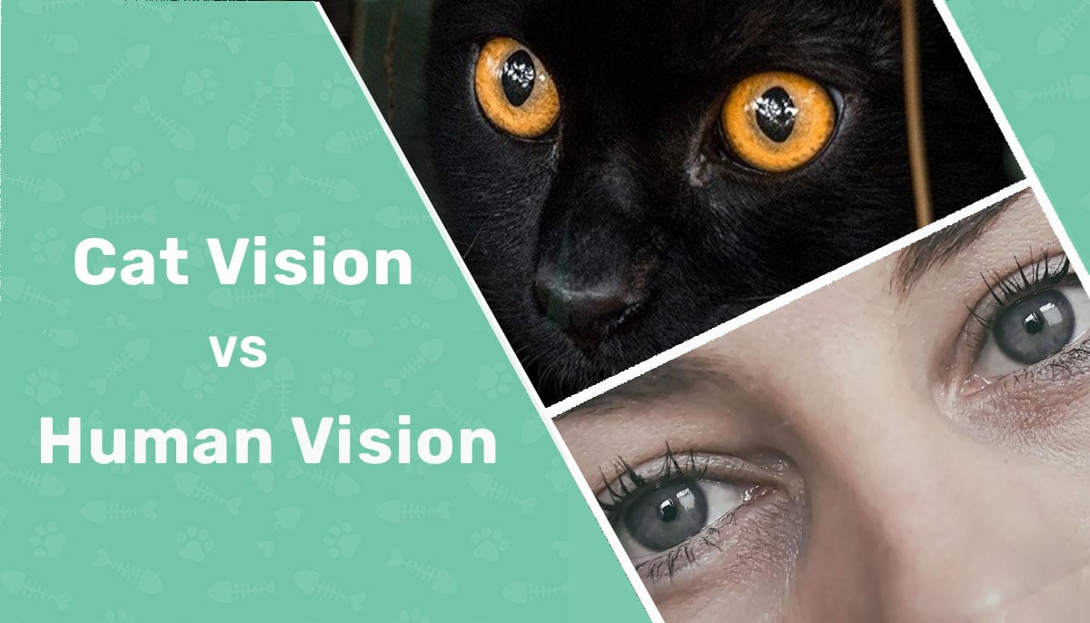 cat vision vs human vision