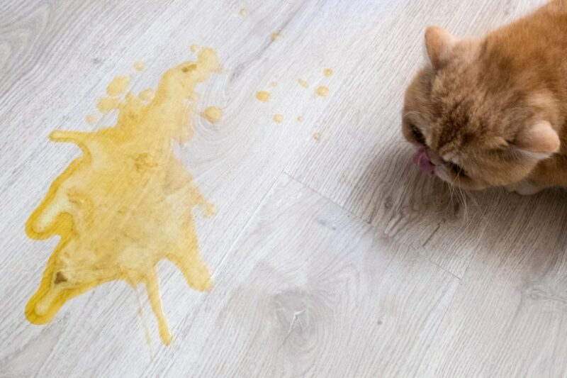 cat vomit on wooden floor