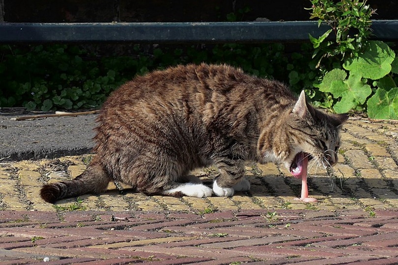 cat vomiting outdoor